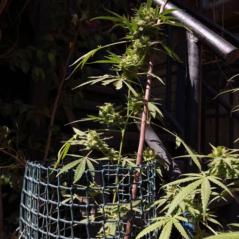 Tutankhamon growlog timeline photo