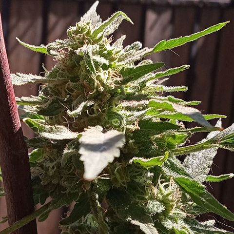 Tutankhamon growlog timeline photo