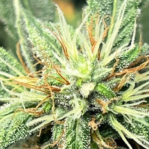 Special Kush growlog timeline photo