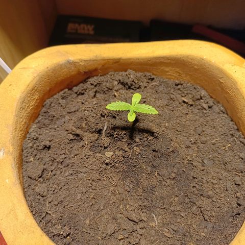 Candy growlog photo: Umgetopft und reingeholt mit Pflanzenlampe wegen Temperatursturz 