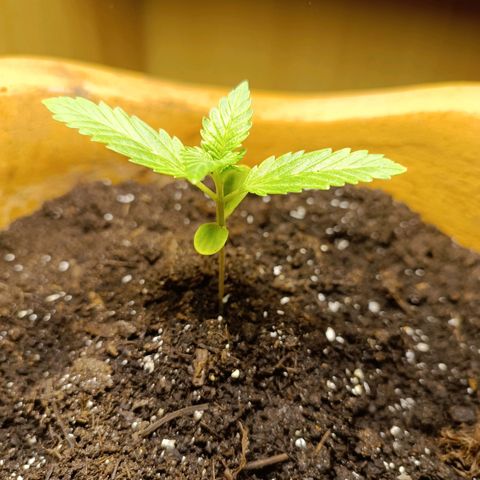Candy growlog timeline photo
