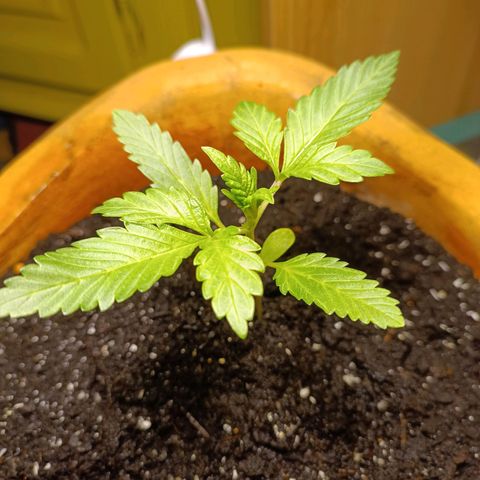 Candy growlog photo: Licht 17/7, nur mit Sprühflasche Regenwasser Erde und Pflanze abends feucht gemacht 
