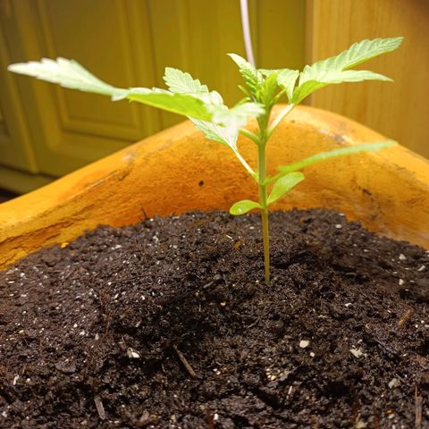 Candy growlog photo: Licht 17/7, nur mit Sprühflasche Regenwasser Erde und Pflanze abends feucht gemacht 