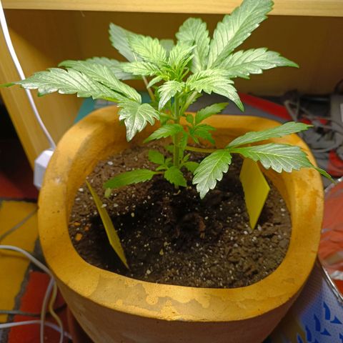 Candy growlog timeline photo