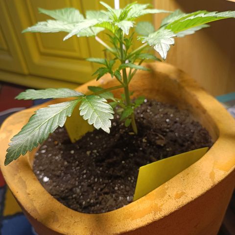 Candy growlog timeline photo