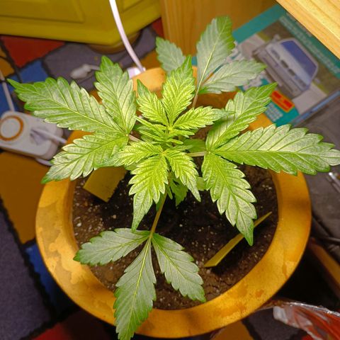 Candy growlog timeline photo