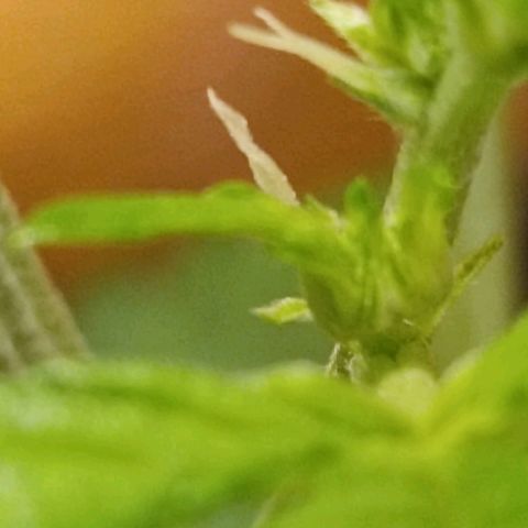 Candy growlog photo: Blüte beginnt. 
Spitzen obere Triebe leicht blass/gelb. Vermutlich Lampe zu niedrig, höher gehängt 