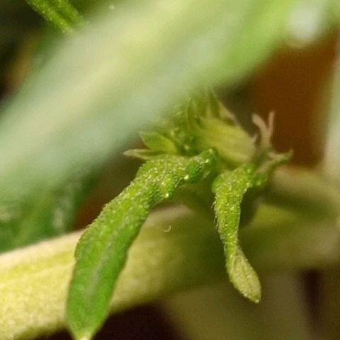 Candy growlog photo: Blüte beginnt. 
Spitzen obere Triebe leicht blass/gelb. Vermutlich Lampe zu niedrig, höher gehängt 