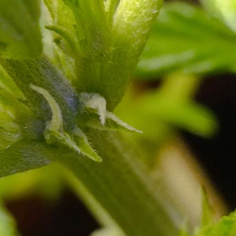 Candy growlog photo: Blüte beginnt. 
Spitzen obere Triebe leicht blass/gelb. Vermutlich Lampe zu niedrig, höher gehängt 
