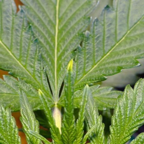 Candy growlog photo: Blüte beginnt. 
Spitzen obere Triebe leicht blass/gelb. Vermutlich Lampe zu niedrig, höher gehängt 
