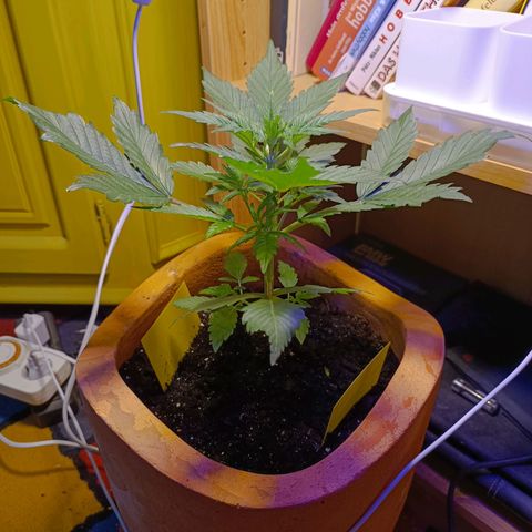 Candy growlog photo: Blüte beginnt. 
Spitzen obere Triebe leicht blass/gelb. Vermutlich Lampe zu niedrig, höher gehängt 