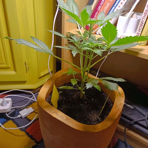Candy growlog photo: Blütenknospe an der Spitze?