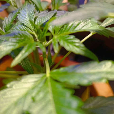 Candy growlog photo: Blütenknospe an der Spitze?