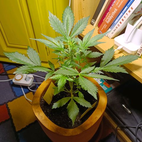 Candy growlog photo: Blütenknospe an der Spitze?