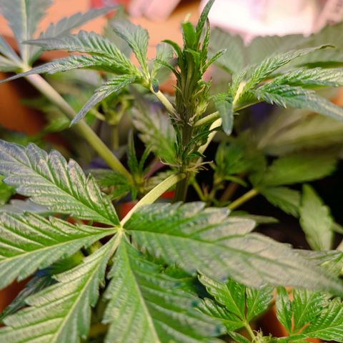 Candy growlog photo: Blütenknospe an der Spitze?