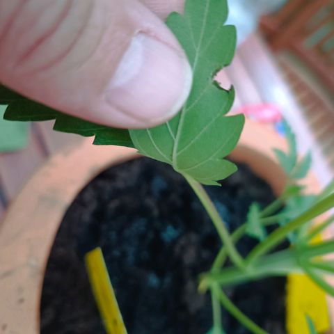 Candy growlog photo: Fraß an einem Blatt. Kein Befall sichtbar 