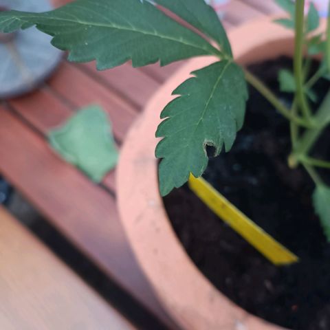 Candy growlog photo: Fraß an einem Blatt. Kein Befall sichtbar 