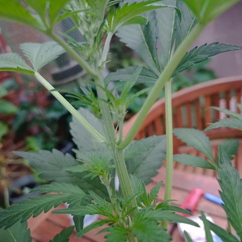 Candy growlog photo: Fraß an einem Blatt. Kein Befall sichtbar 