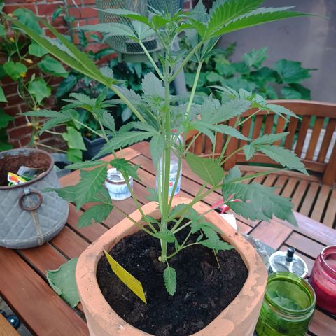 Candy growlog photo: Fraß an einem Blatt. Kein Befall sichtbar 