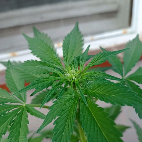 Candy growlog photo: Blüte hat begonnen 