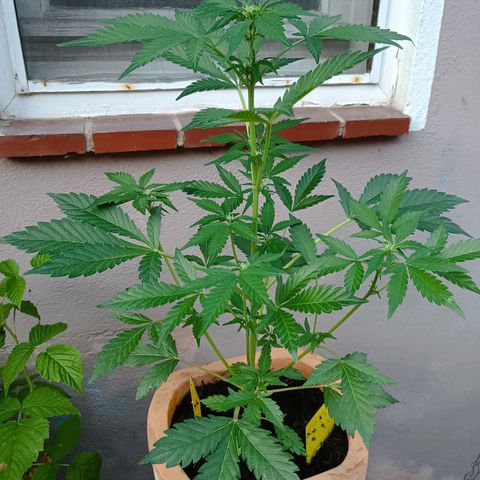 Candy growlog photo: Blüte hat begonnen 