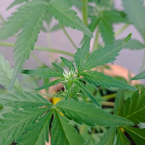 Candy growlog photo: Blüte hat begonnen 