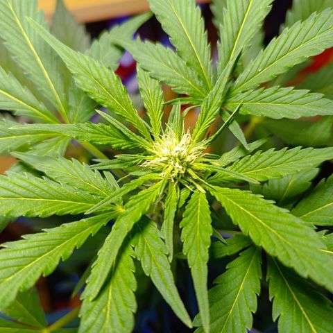 Candy growlog photo: 60 cm 