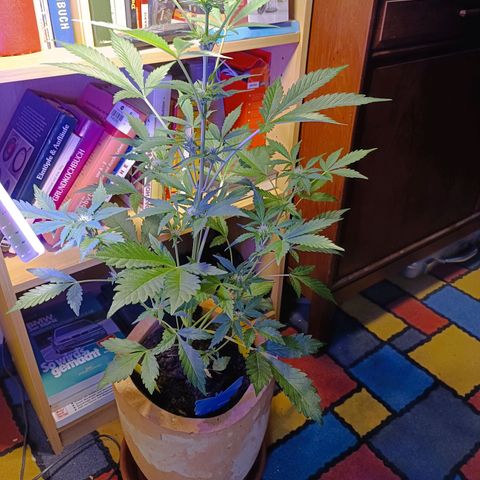 Candy growlog photo: 60 cm 