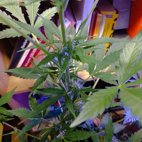 Candy growlog photo: Düngen angefangen s. Eintrag. Ca. 800 ml
