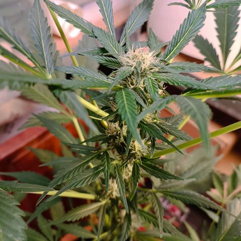 Candy growlog timeline photo