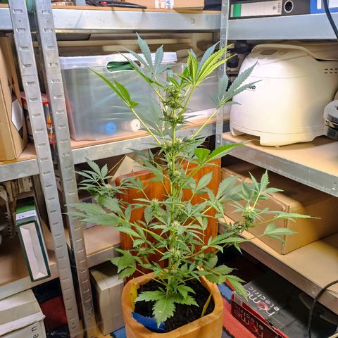Candy growlog timeline photo