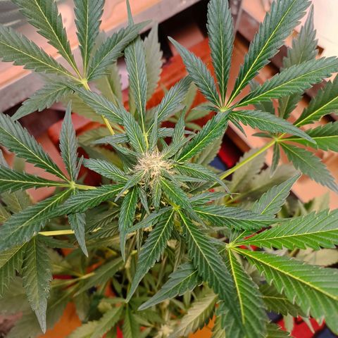 Candy growlog timeline photo