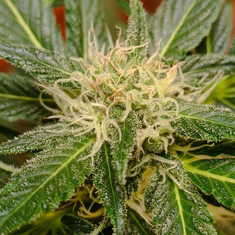 Candy growlog photo: 64cm
