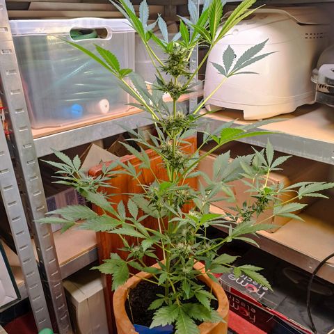 Candy growlog photo: 64cm