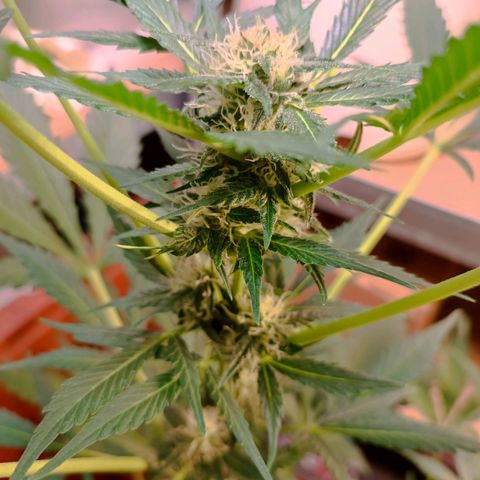 Candy growlog photo: 64cm