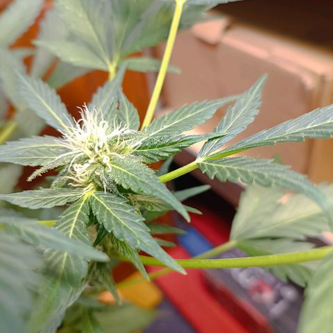 Candy growlog photo: 64cm