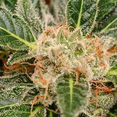 Candy growlog timeline photo