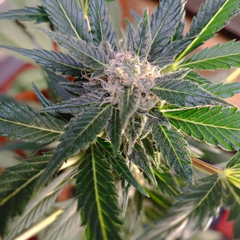 Candy growlog timeline photo