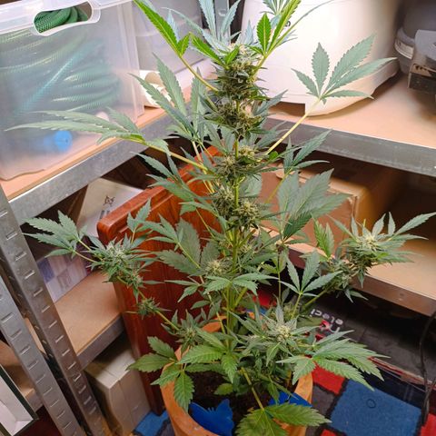Candy growlog timeline photo
