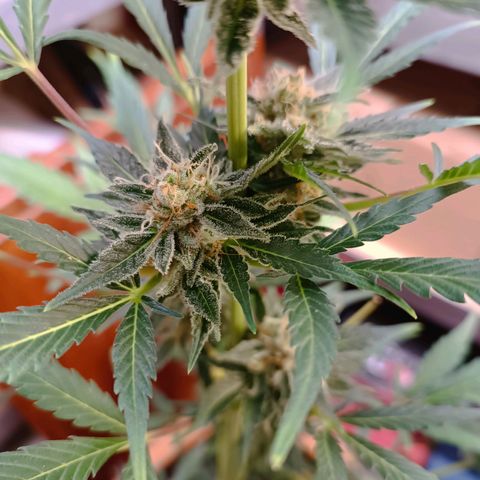 Candy growlog photo: Ca 1/3 Bernsteinfarbene Trichome. 16:30 Uhr Licht ausgemacht.
