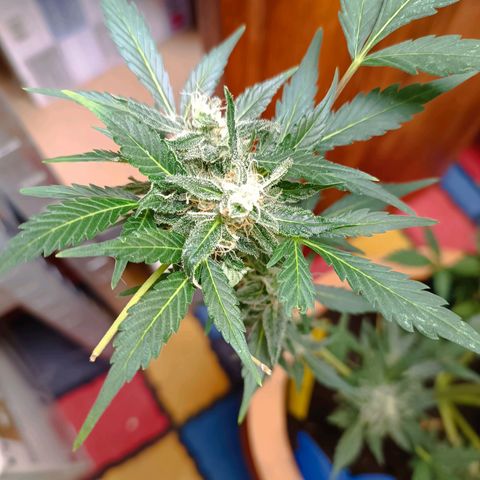 Candy growlog photo: Ca 1/3 Bernsteinfarbene Trichome. 16:30 Uhr Licht ausgemacht.