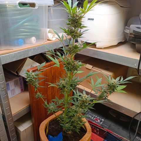 Candy growlog photo: Ca 1/3 Bernsteinfarbene Trichome. 16:30 Uhr Licht ausgemacht.