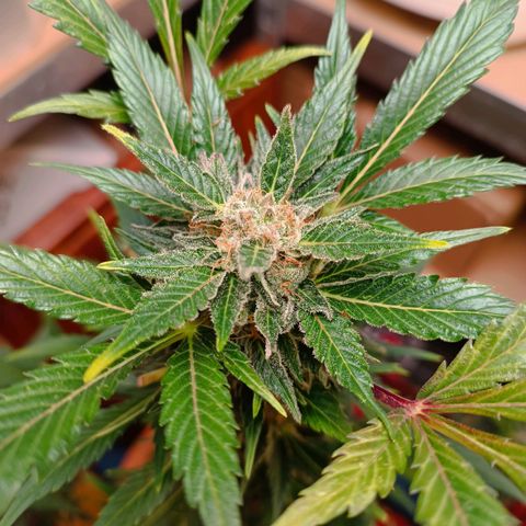 Candy growlog photo: Ca 1/3 Bernsteinfarbene Trichome. 16:30 Uhr Licht ausgemacht.