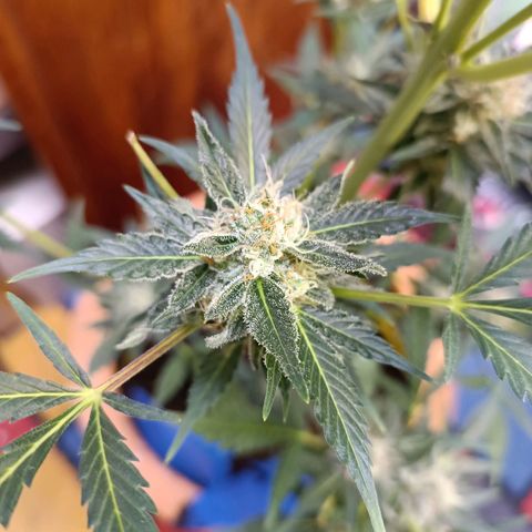 Candy growlog photo: Ca 1/3 Bernsteinfarbene Trichome. 16:30 Uhr Licht ausgemacht.