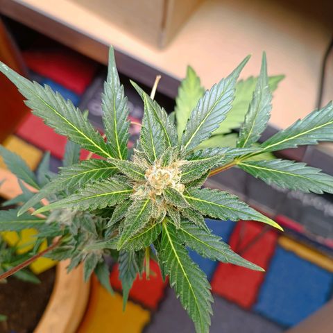 Candy growlog photo: Ca 1/3 Bernsteinfarbene Trichome. 16:30 Uhr Licht ausgemacht.