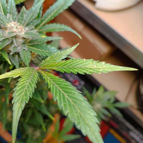 Candy growlog photo: Ca 1/3 Bernsteinfarbene Trichome. 16:30 Uhr Licht ausgemacht.
