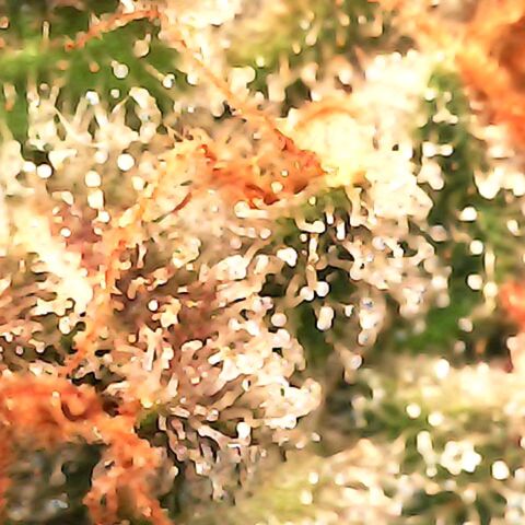 Candy growlog photo: Ca 1/3 Bernsteinfarbene Trichome. 16:30 Uhr Licht ausgemacht.