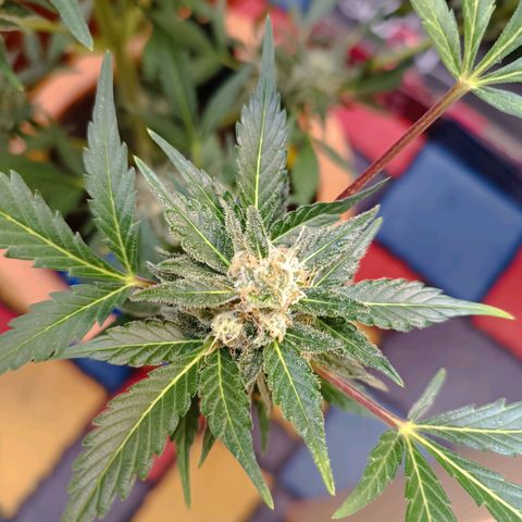 Candy growlog photo: Ca 1/3 Bernsteinfarbene Trichome. 16:30 Uhr Licht ausgemacht.