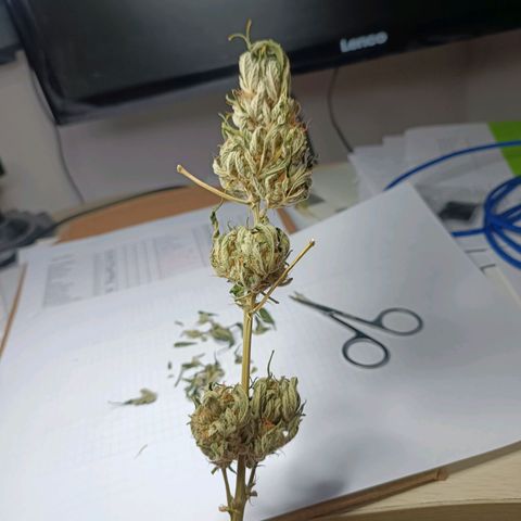 Candy growlog photo: Trimmen fürs aushärten 