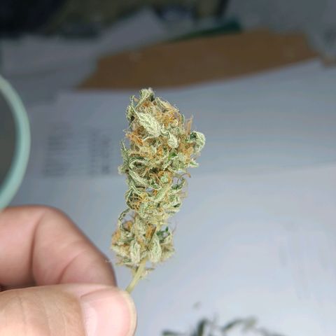 Candy growlog photo: Trimmen fürs aushärten 